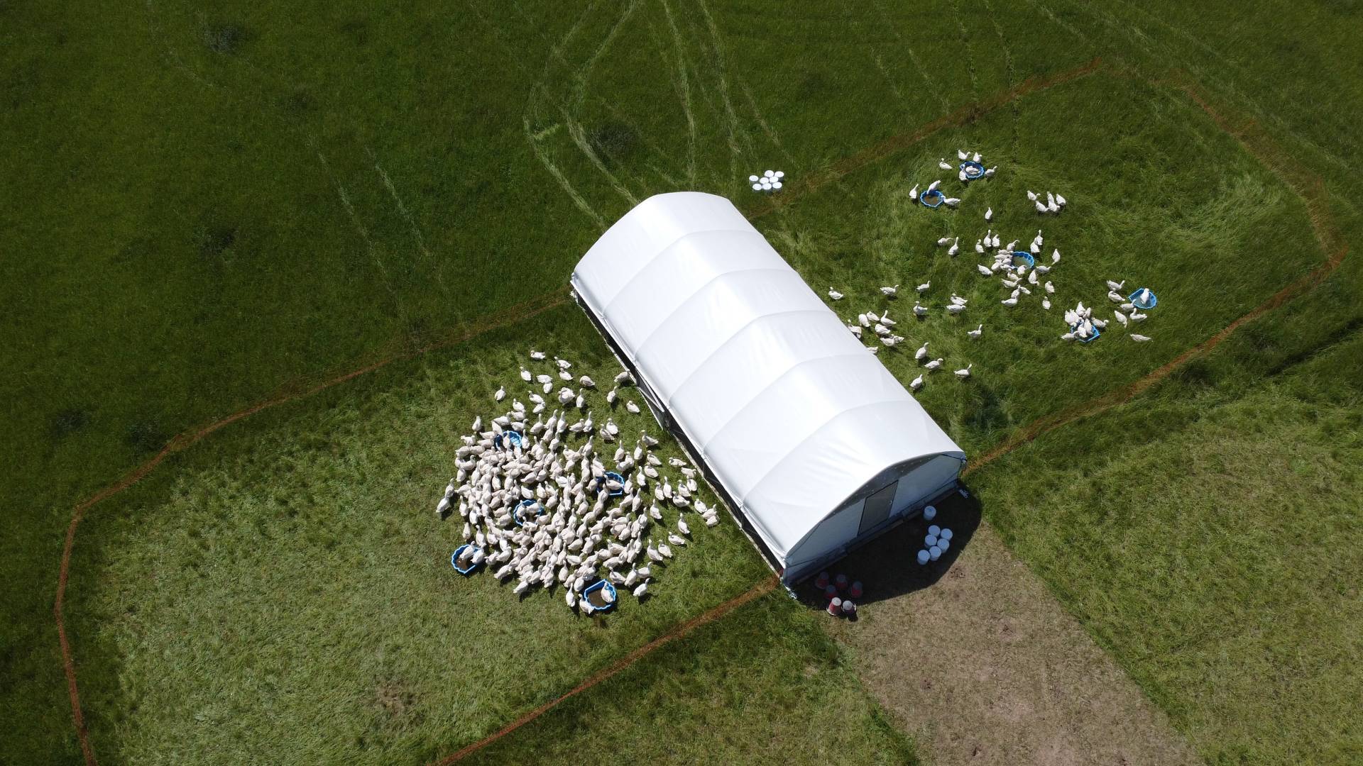 Mobilny kurnik na łące Manufaktura Dobra.JPG