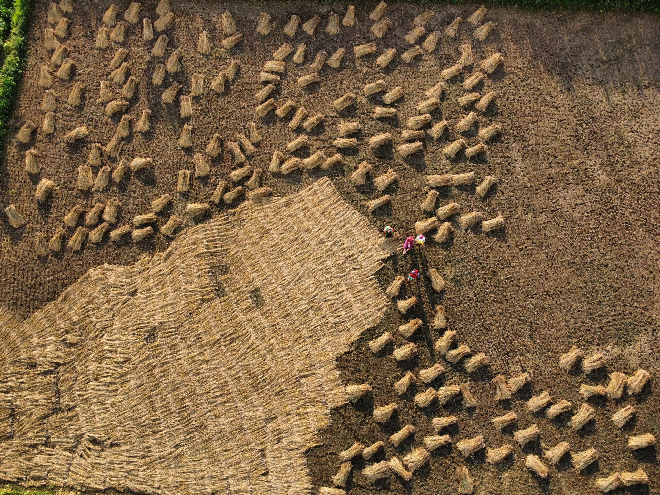 Dlaczego warto zaprawiać materiał siewny?