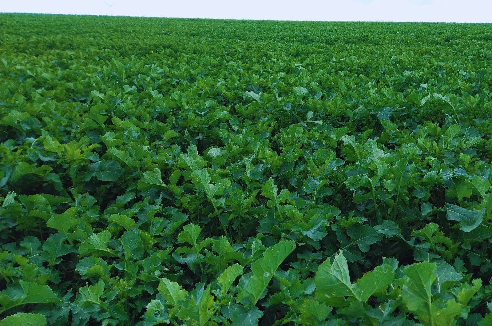 Najważniejsze fakty o skracaniu rzepaku ozimego