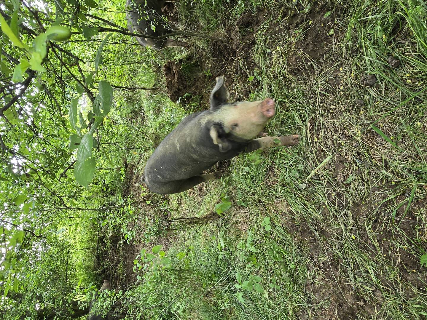 wieprzowina rasa puławska w starym sadzie.jpg